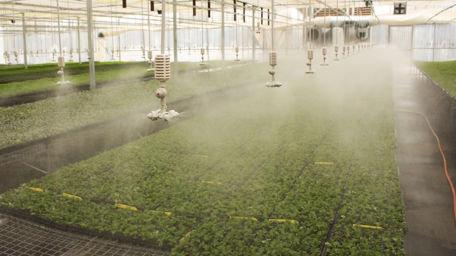 Commercial greenhouse irrigation equipment operating over rows of plants